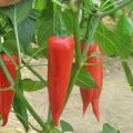 Piment dEspelette Chili Samen