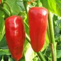 Pimenta para Mojo Chili Samen