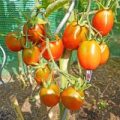 Black Plum Tomaten Samen