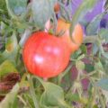 Tigerella Tomaten Samen