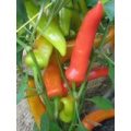Tricolor Chili Samen