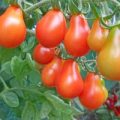Cerveny Fik Tomaten Samen