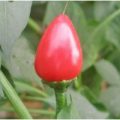 Cascabella Chili Samen