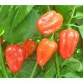 Habanero Zavory Red Chili Samen