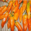 Aji Amarillo Chili Samen