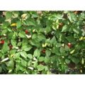 Aji Omnicolor Chili Samen