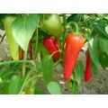 Caldero Chili Samen