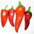 Capia Pepper Chili Samen
