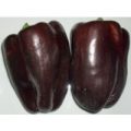 Chocolate Beauty Chili Samen