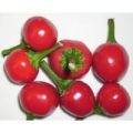 Corazon de Paloma Chili Samen