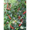 Demon Red Chili Samen