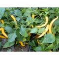 Dutch Yellow Chili Samen