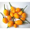 El Oro de Ecuador Chili Samen