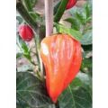 Fatalii rot Chili Samen
