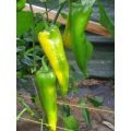 Golden Treasure Chili Samen