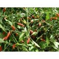 Guam Boonies Chili Samen