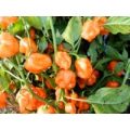 Habanero Francisca Orange (TM) Chili Samen