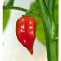 Habanero Maya Red Chili Samen