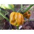 Habanero Mustard Chili Samen