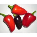 Jalapeno Purple Chili Samen
