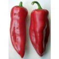 Kapya Red Chili Samen