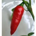 Kashmiri Mirch Chili Samen