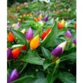 Little Elf Chili Samen