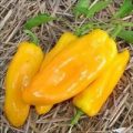 Marconi Golden Chili Samen