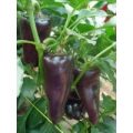 Marconi Purple Chili Samen