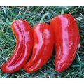 Marconi Red Chili Samen