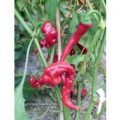 Maules Red Hot Chili Samen