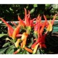 Naschzipfel Rot – Medusa Chili Samen