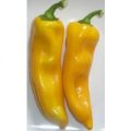 Nocera Giallo Chili Samen