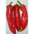 Nocera Rosso Chili Samen