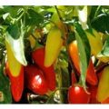 NuMex Pinata Chili Samen
