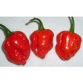 NuMex Suave Red Chili Samen
