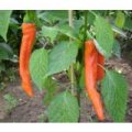 NuMex Sunset Chili Samen