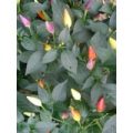 NuMex Twilight Chili Samen