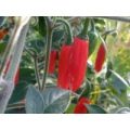 Onza Rojo Chili Samen