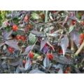 Orzoco Chili Samen