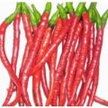 Pinocchios Nose Chili Samen