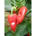 Pimiento Del Piquillo Chili Samen