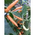 Portokolova Fifironka Chili Samen
