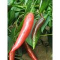 Puya / Pulla Chili Samen