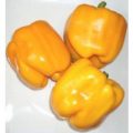 Quadrato dAsti Giallo Chili Samen