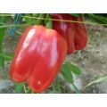 Quadrato dAsti Rosso Chili Samen