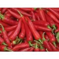 Rawit Chili Samen