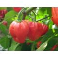 Habanero Red Savina Chili Samen