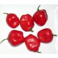 Rocoto Manzano Red Chili Samen
