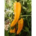Sweet Long Yellow Chili Samen